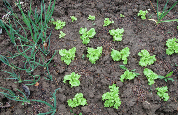 Lettuce and Carrot Garden