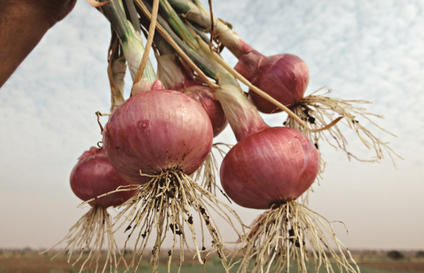 Onion Harvest