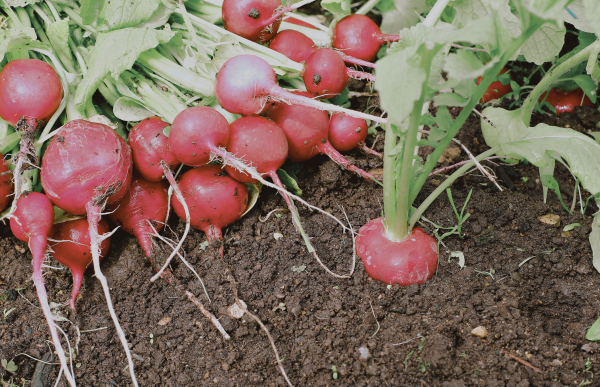 Harvesting Radish