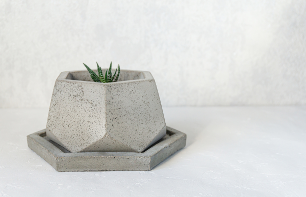 plant in a concrete hexagon pot