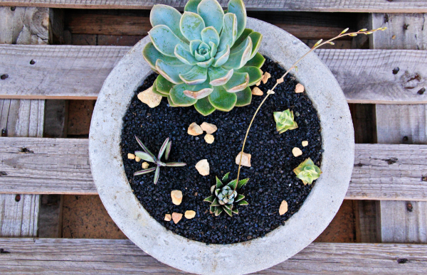 succulent in concrete bowl